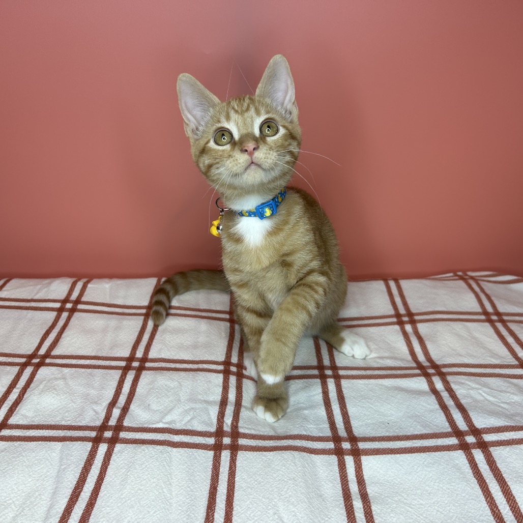 RICHIE - Domestic Medium Hair available for adoption