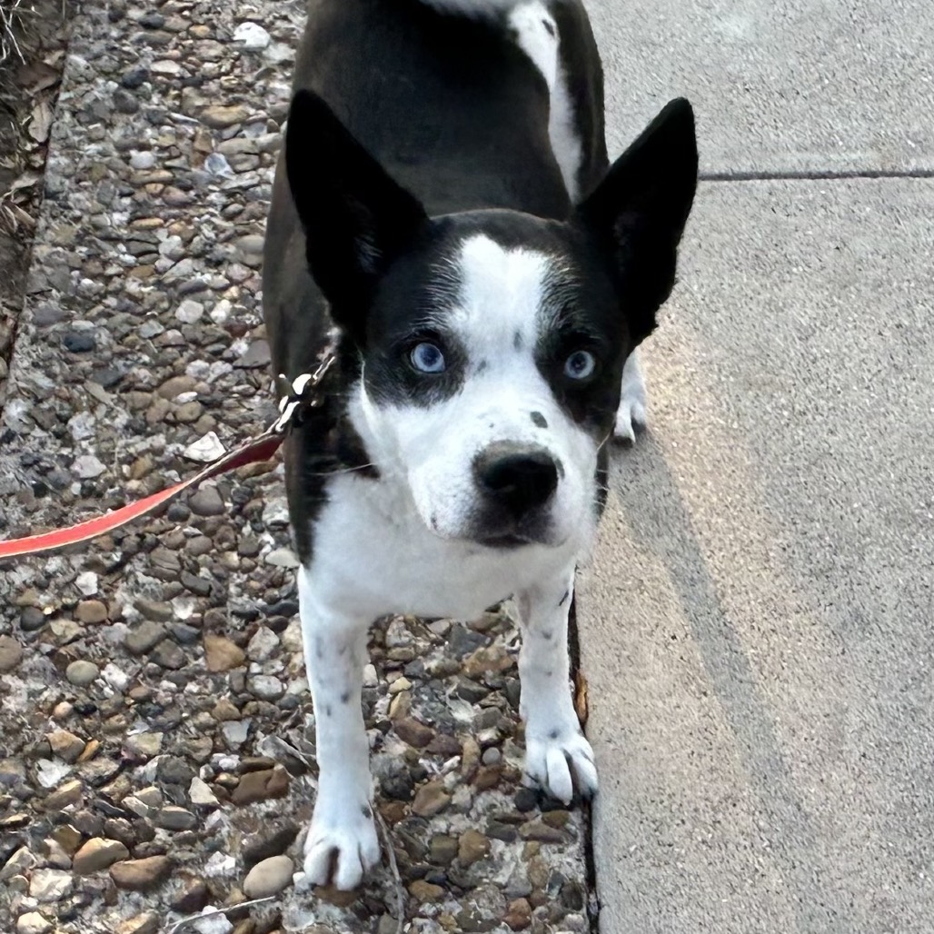 ELLIE MAE (MEG) - American Blue Heeler / Husky, Siberian available for adoption