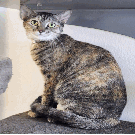 BLUSH - Domestic Shorthair available for adoption