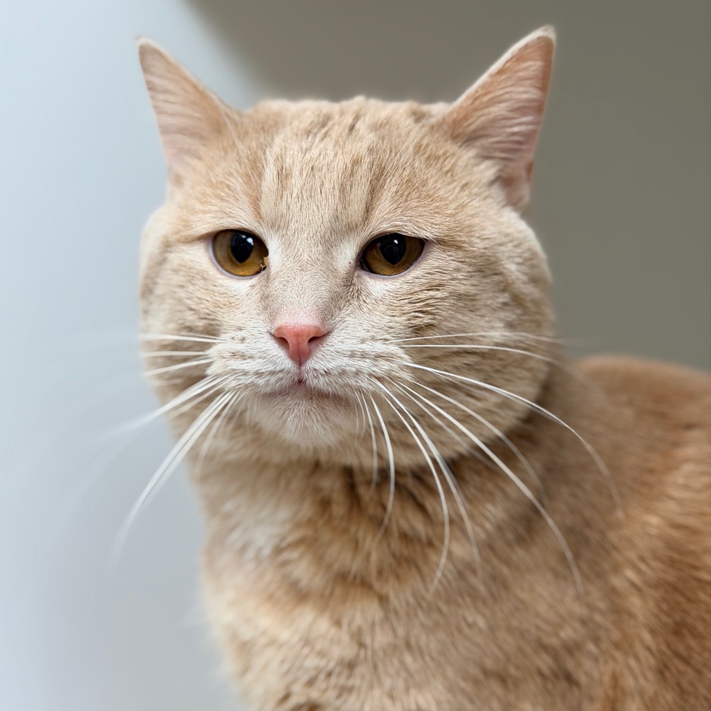 Kimba — thumbnail 3