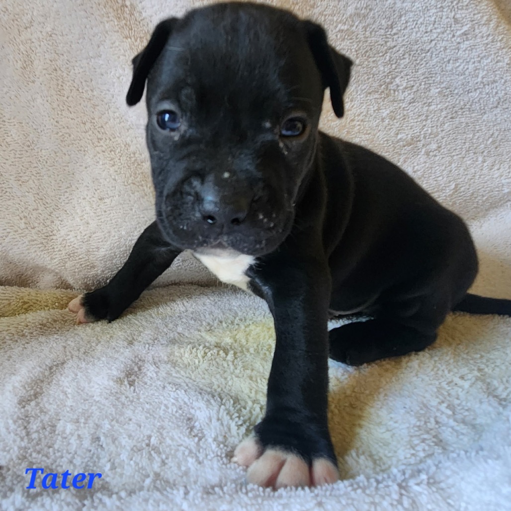 Mixed Breed