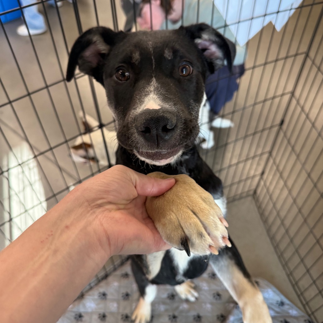 Diesel — thumbnail 3