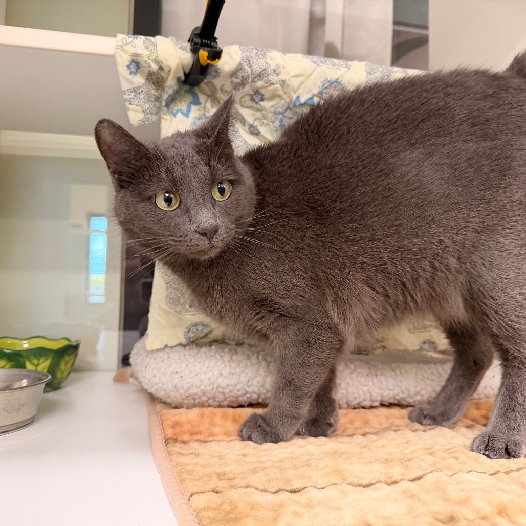 ARIEL - Domestic Shorthair / Domestic Shorthair available for adoption