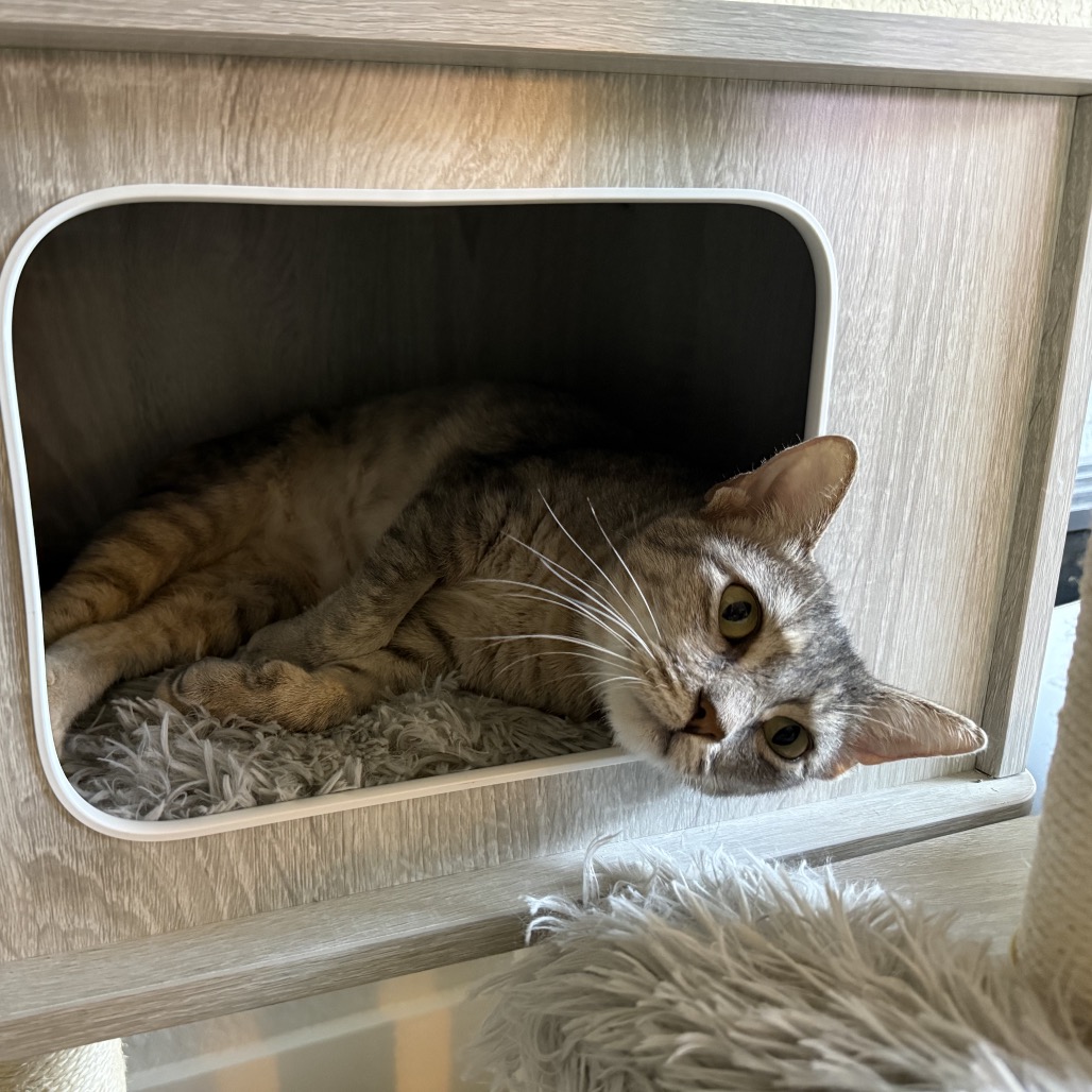 BABY MAMA - Domestic Shorthair available for adoption