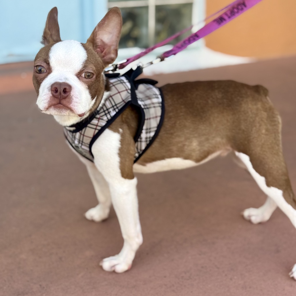 REECE - Terrier / Boston available for adoption