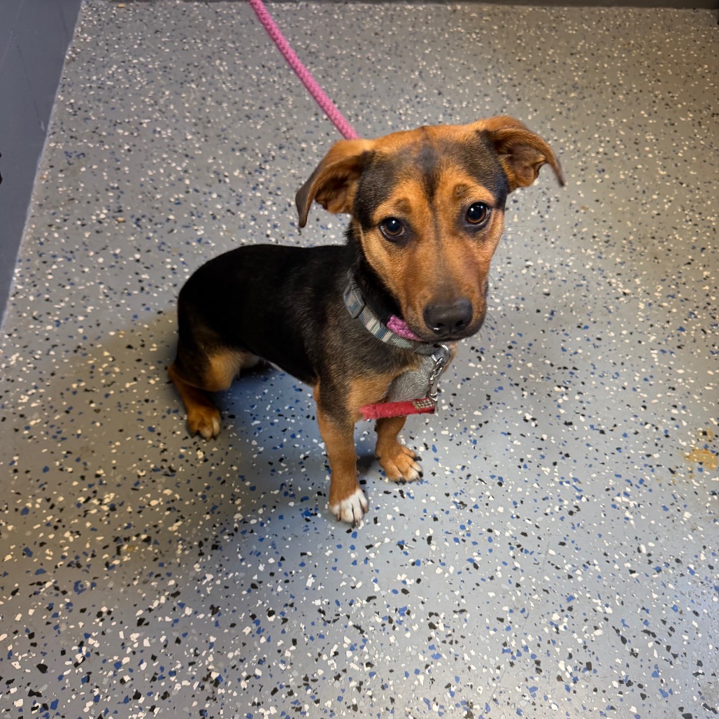 Tusc Stray 84252
