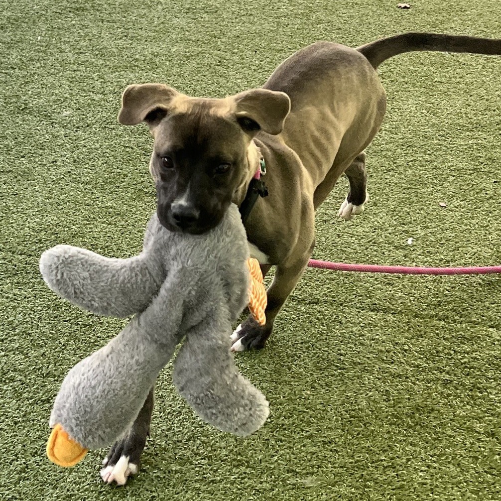Kali, photo 10