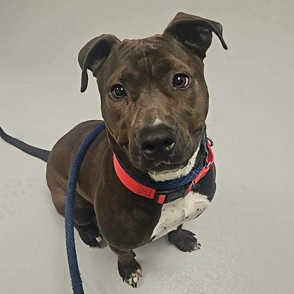 Bunbun — thumbnail 2