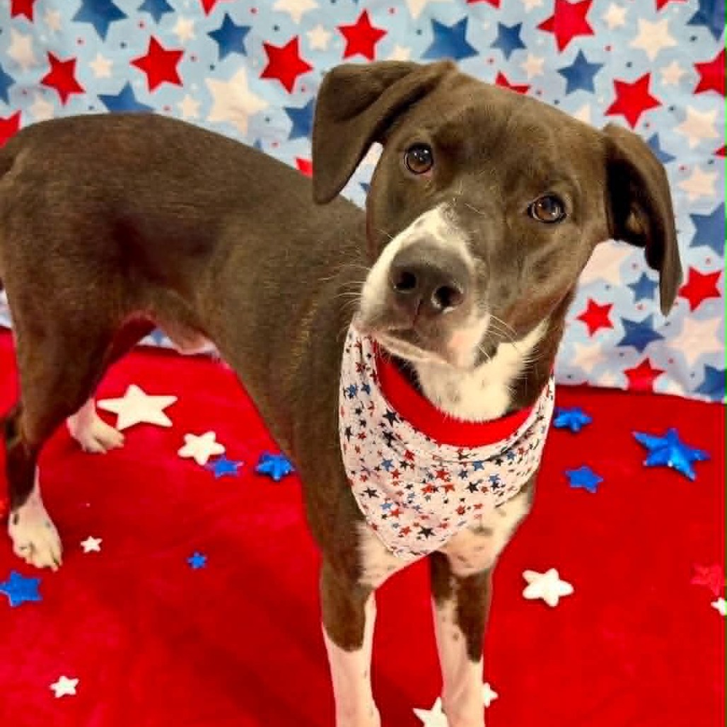 KRAMER - Mixed Breed (Medium) available for adoption