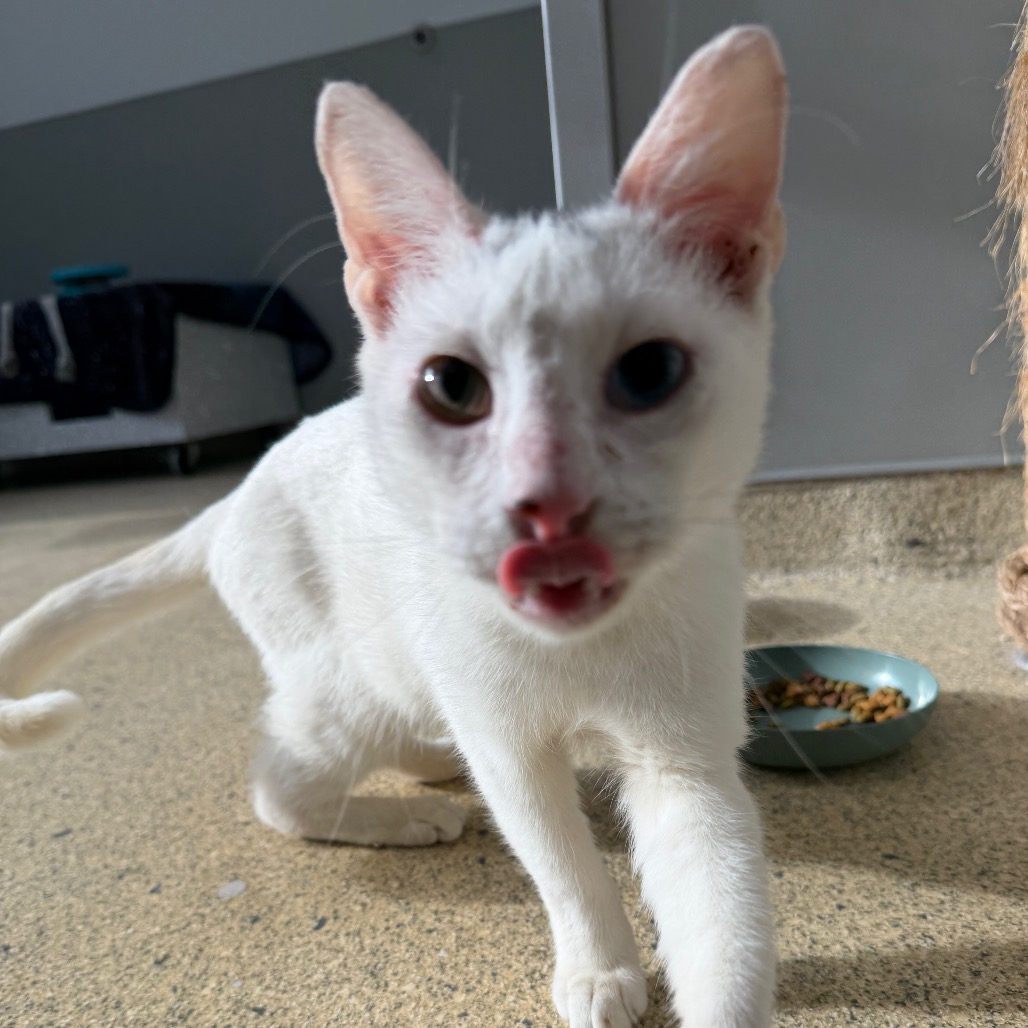 EYES - Domestic Shorthair available for adoption