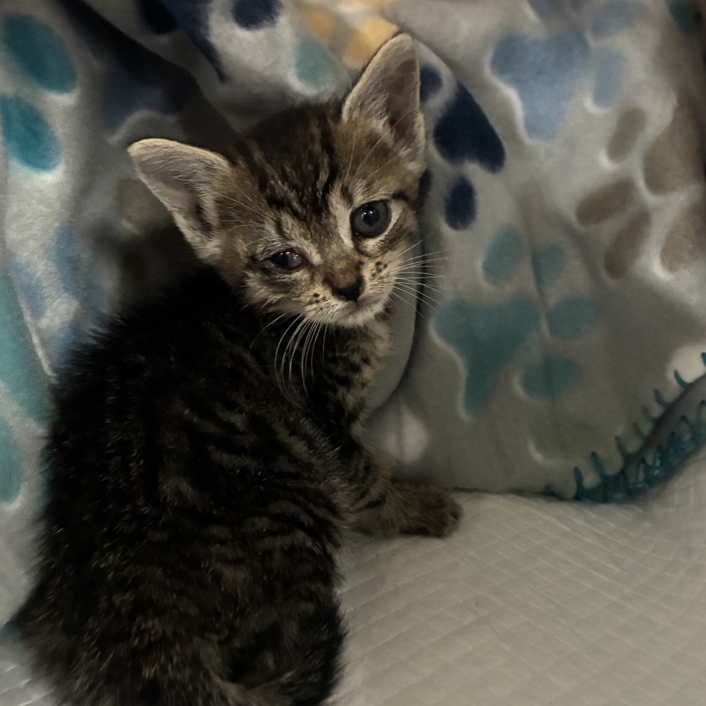 ANNETTE - Domestic Shorthair available for adoption