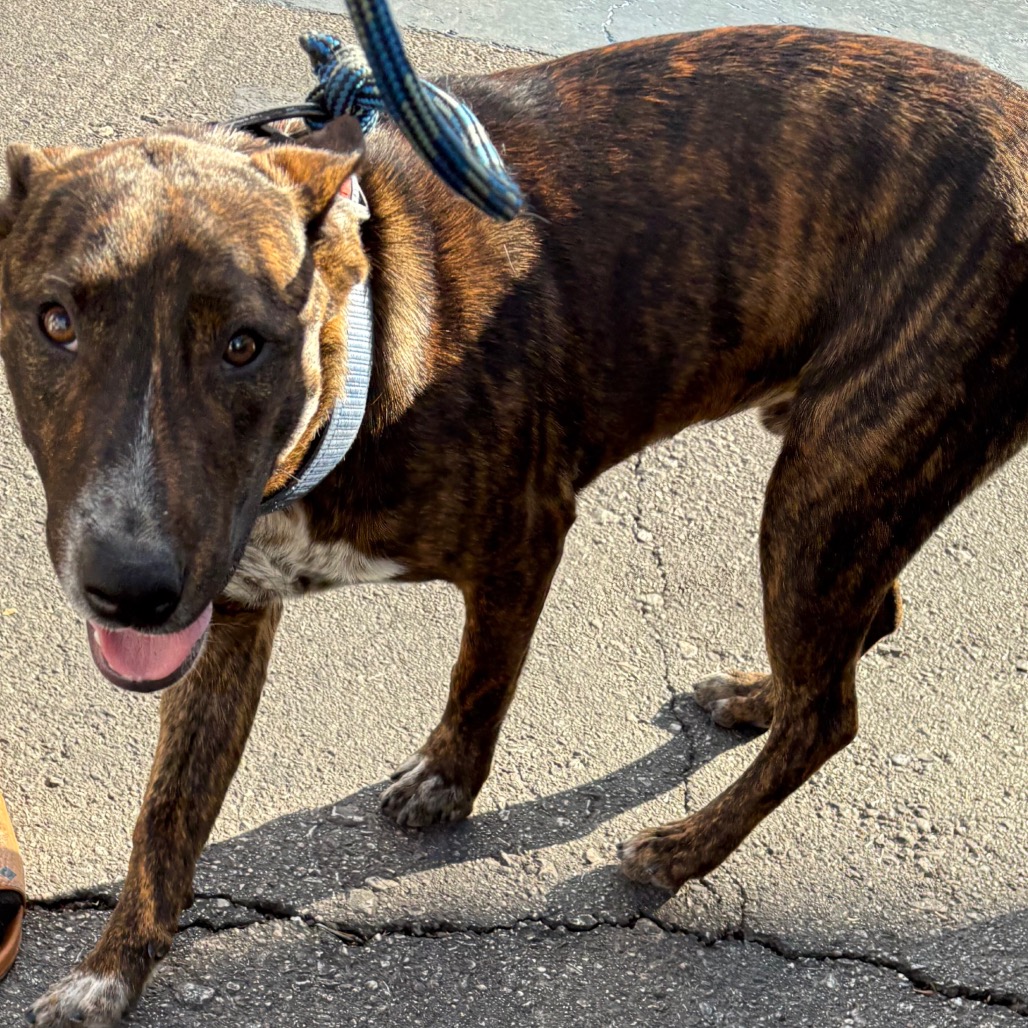 BOBO - Cattle Dog / Terrier, Bull available for adoption