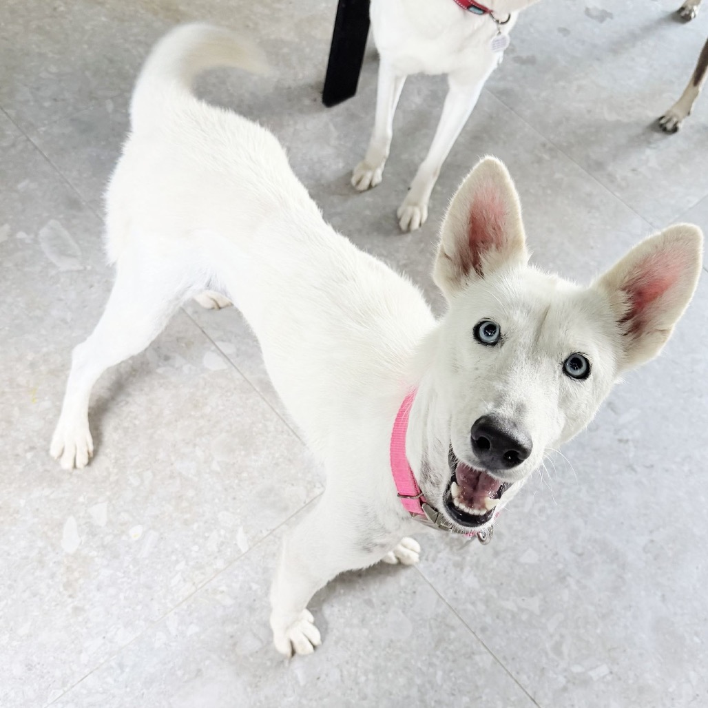 LILYANNE - Husky, Siberian / Shepherd available for adoption
