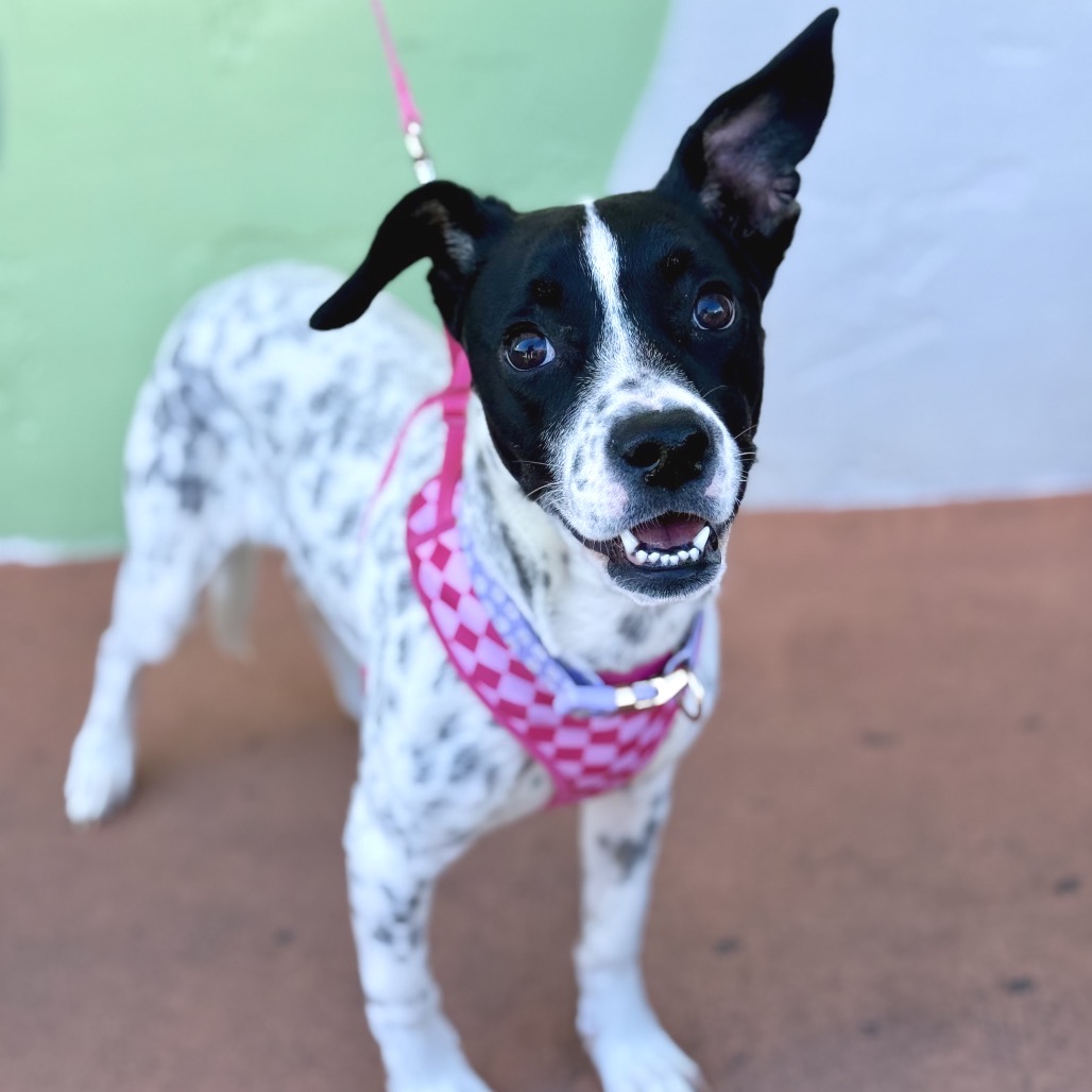 ROSA - Pointer available for adoption