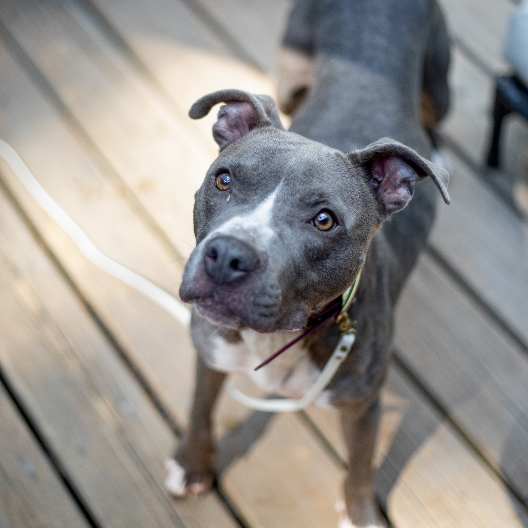 Star — thumbnail 4