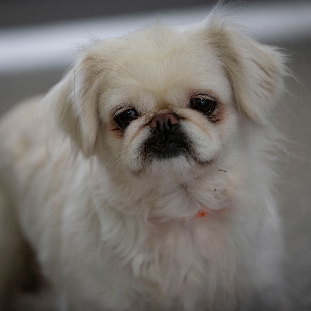 BELLE (AG26-202) - Pekingese available for adoption