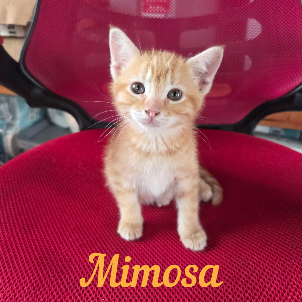 Mimosa photo
