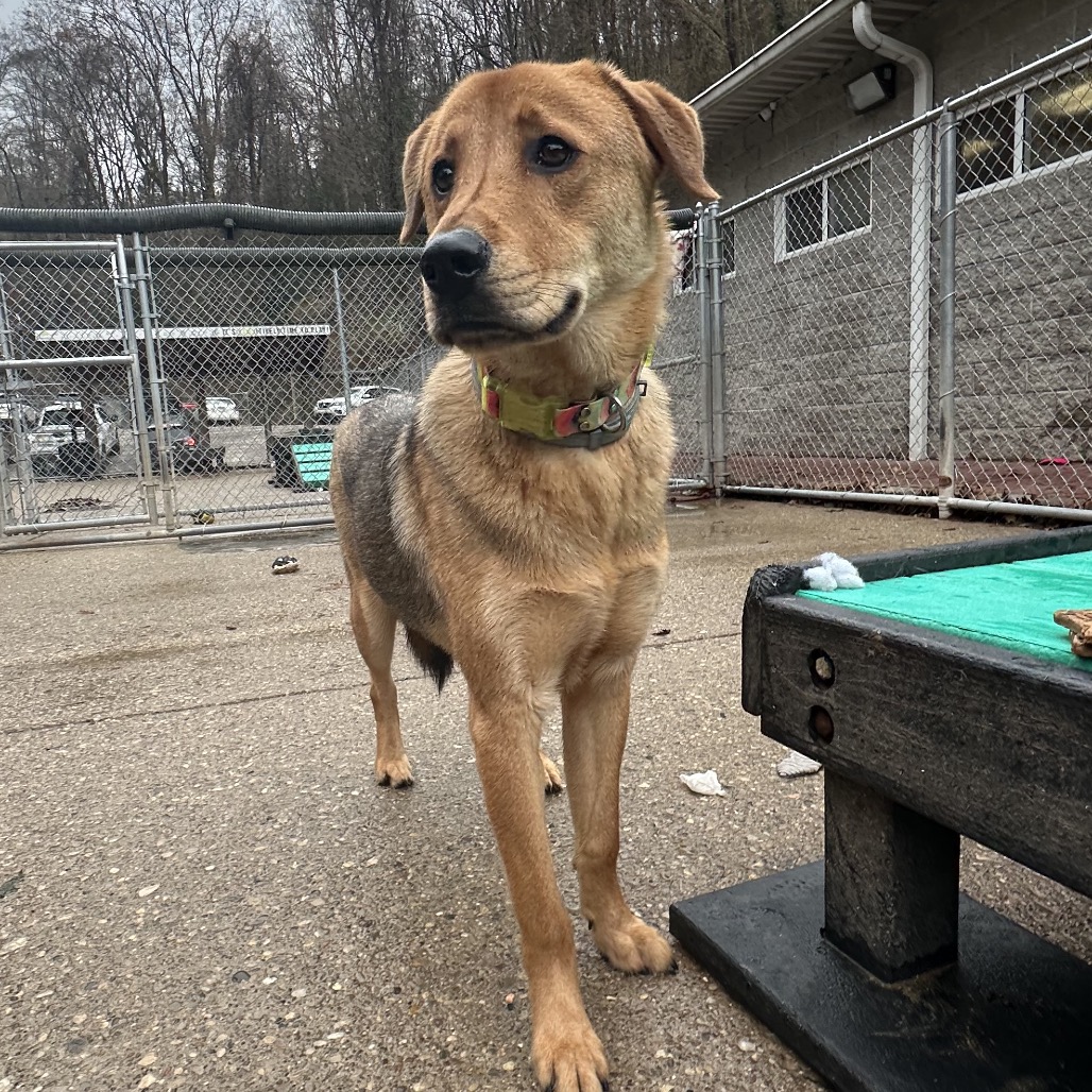 Wilbur — thumbnail 4