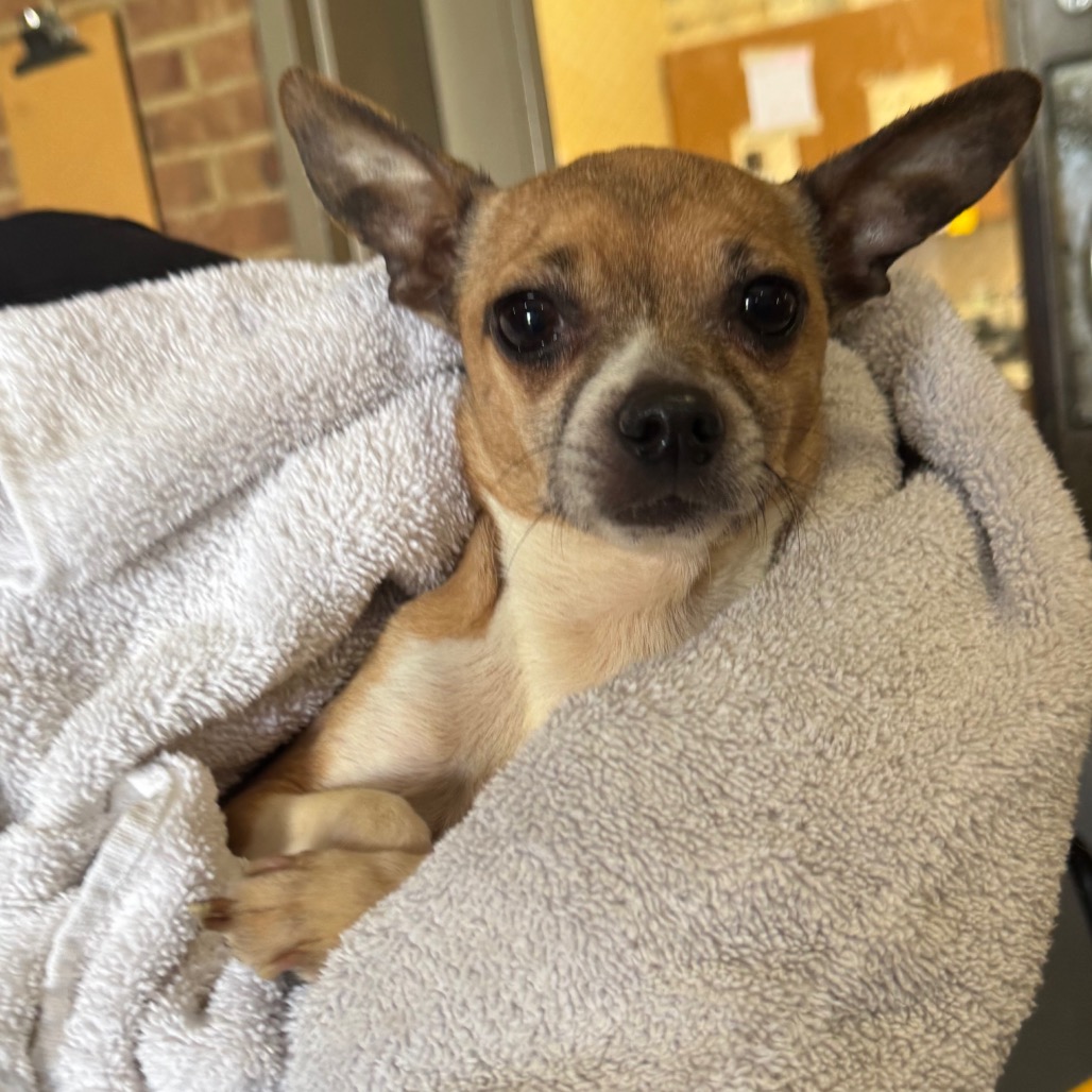Chihuahua