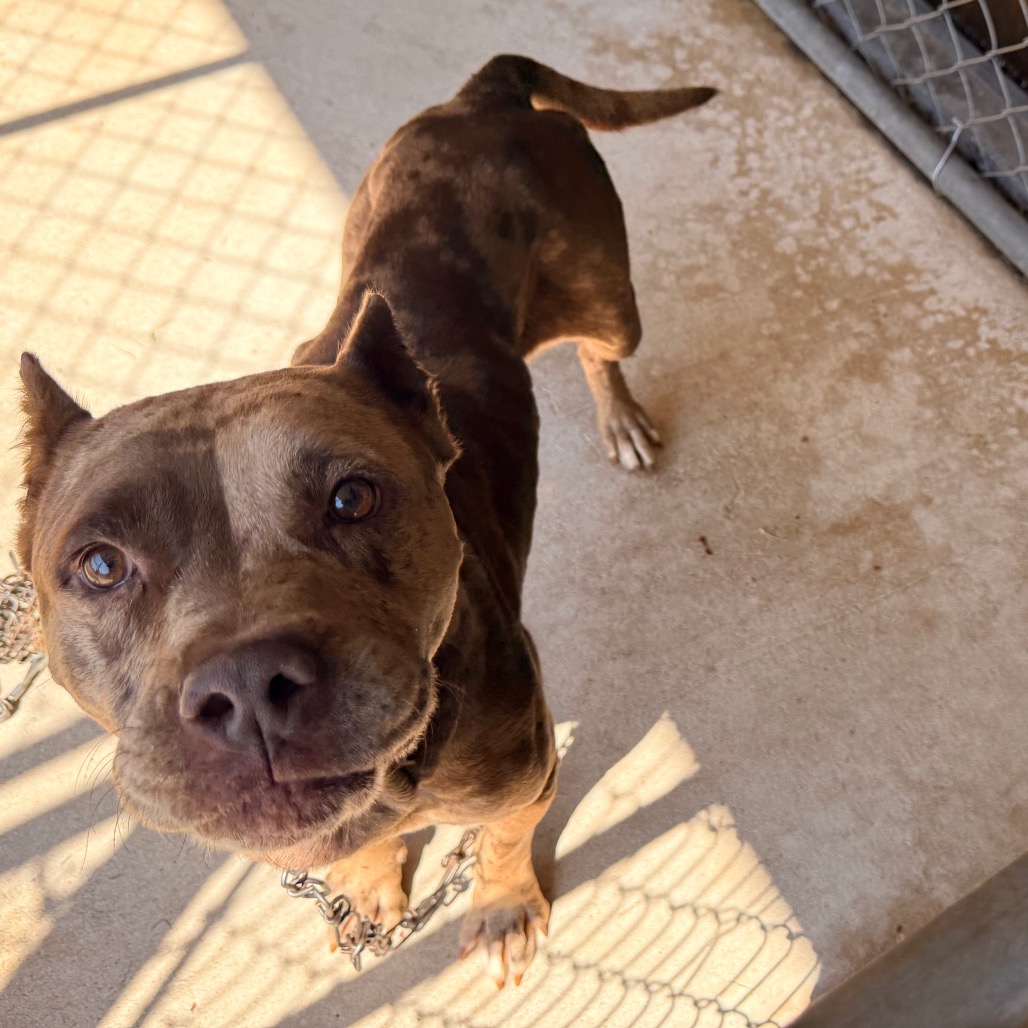 Pit Bull