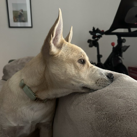 Gus