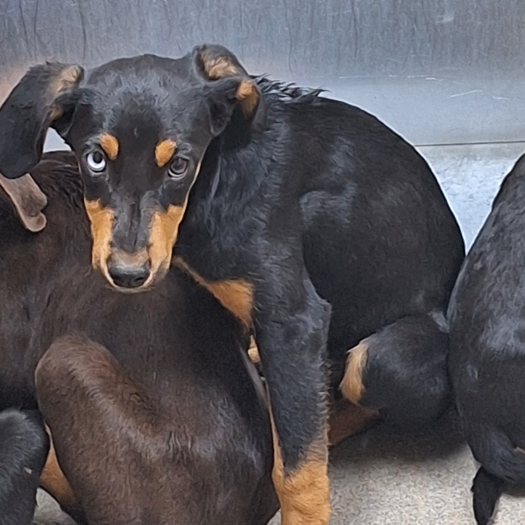  Kennel#34b's preview photo