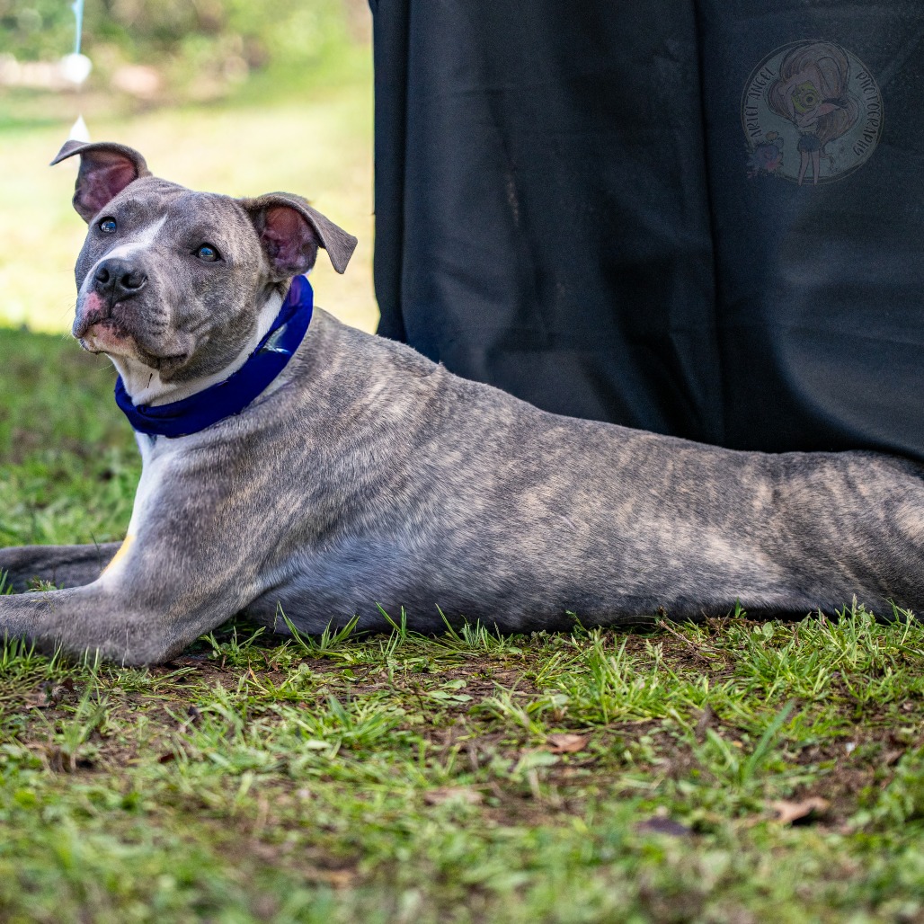 Flicka, photo 20