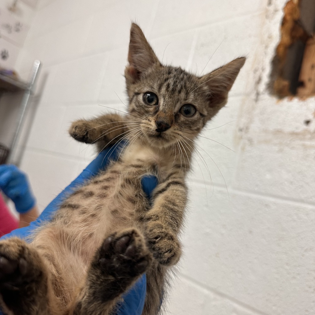 SHELISSAH - Domestic Shorthair available for adoption