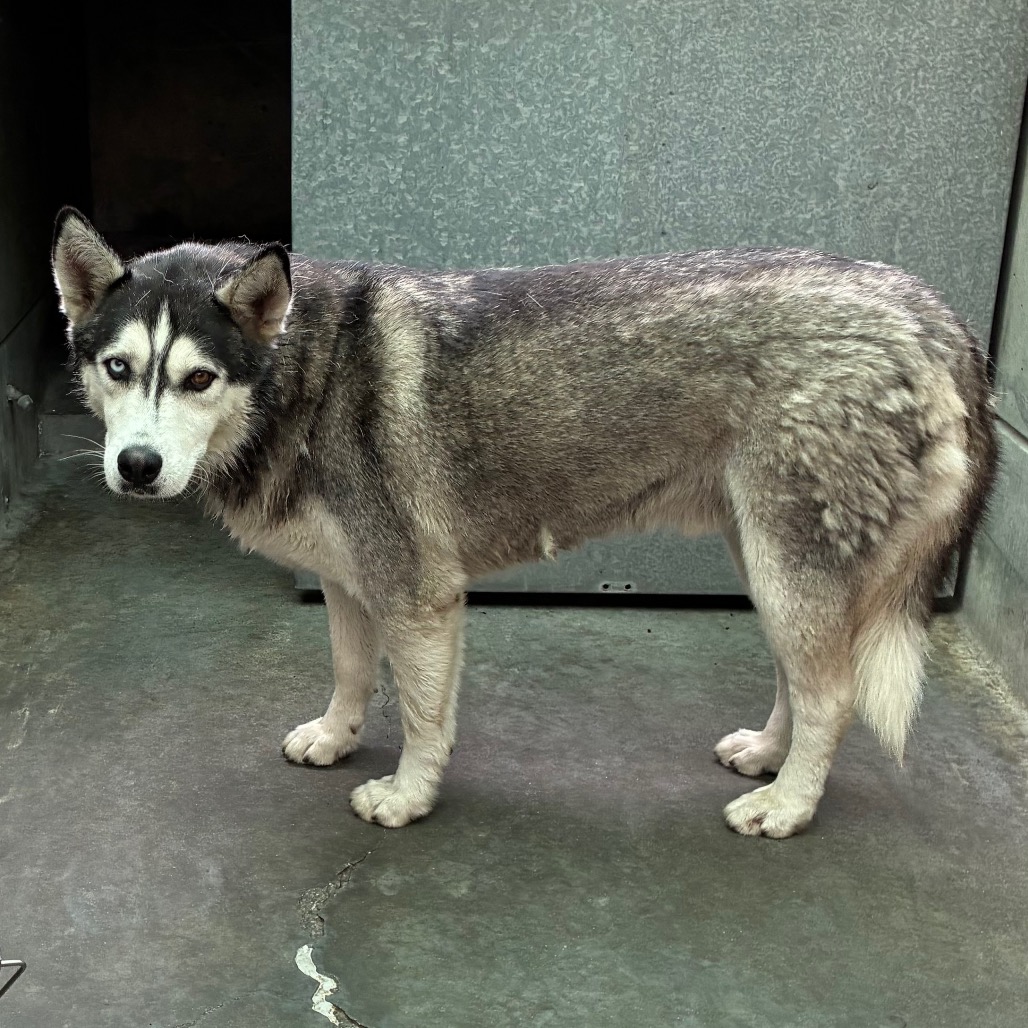 Siberian Husky