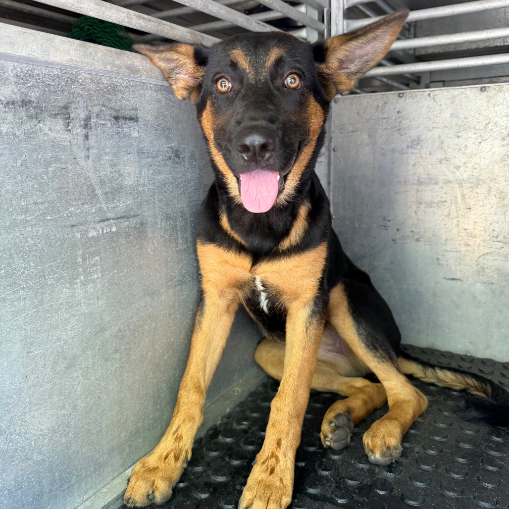 SHASTA - Shepherd available for adoption