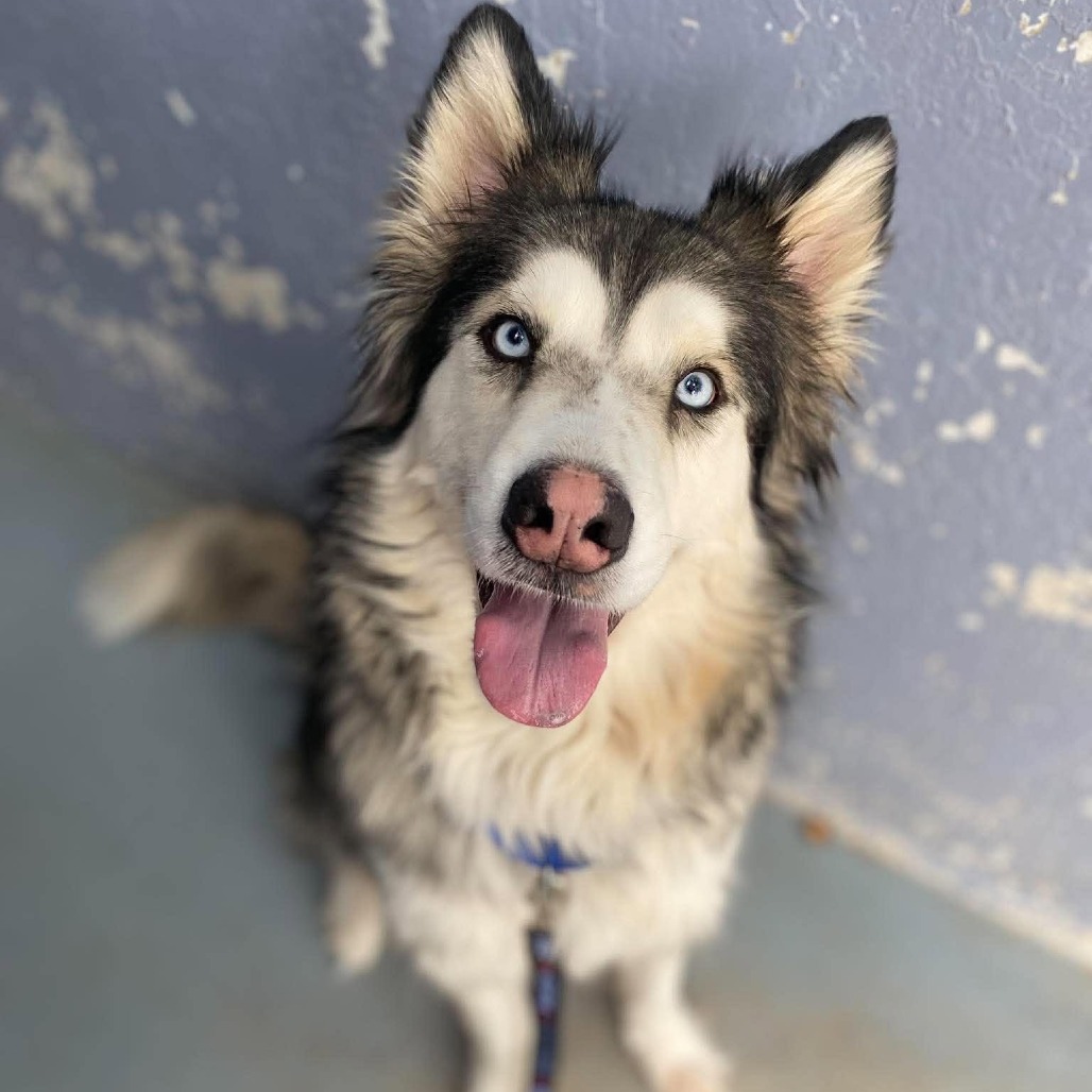 Milo