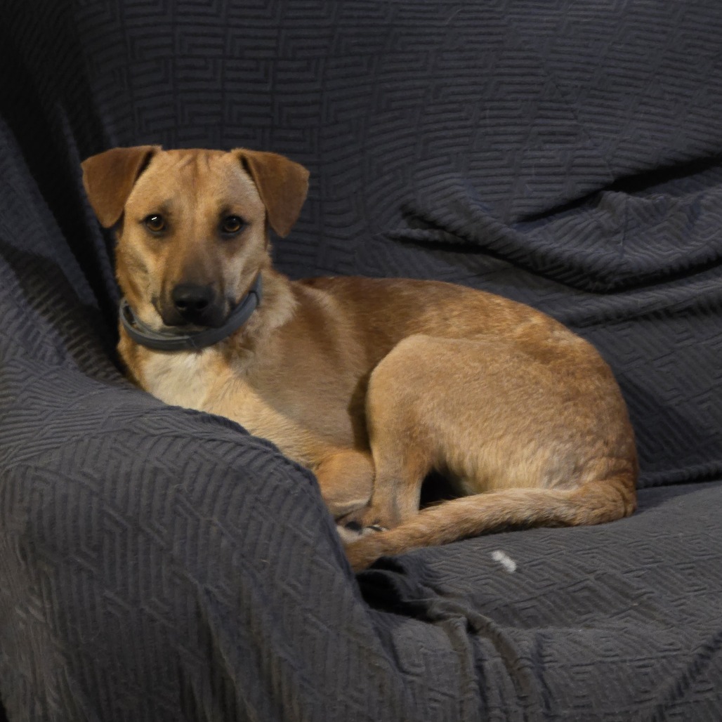 Henry — thumbnail 2