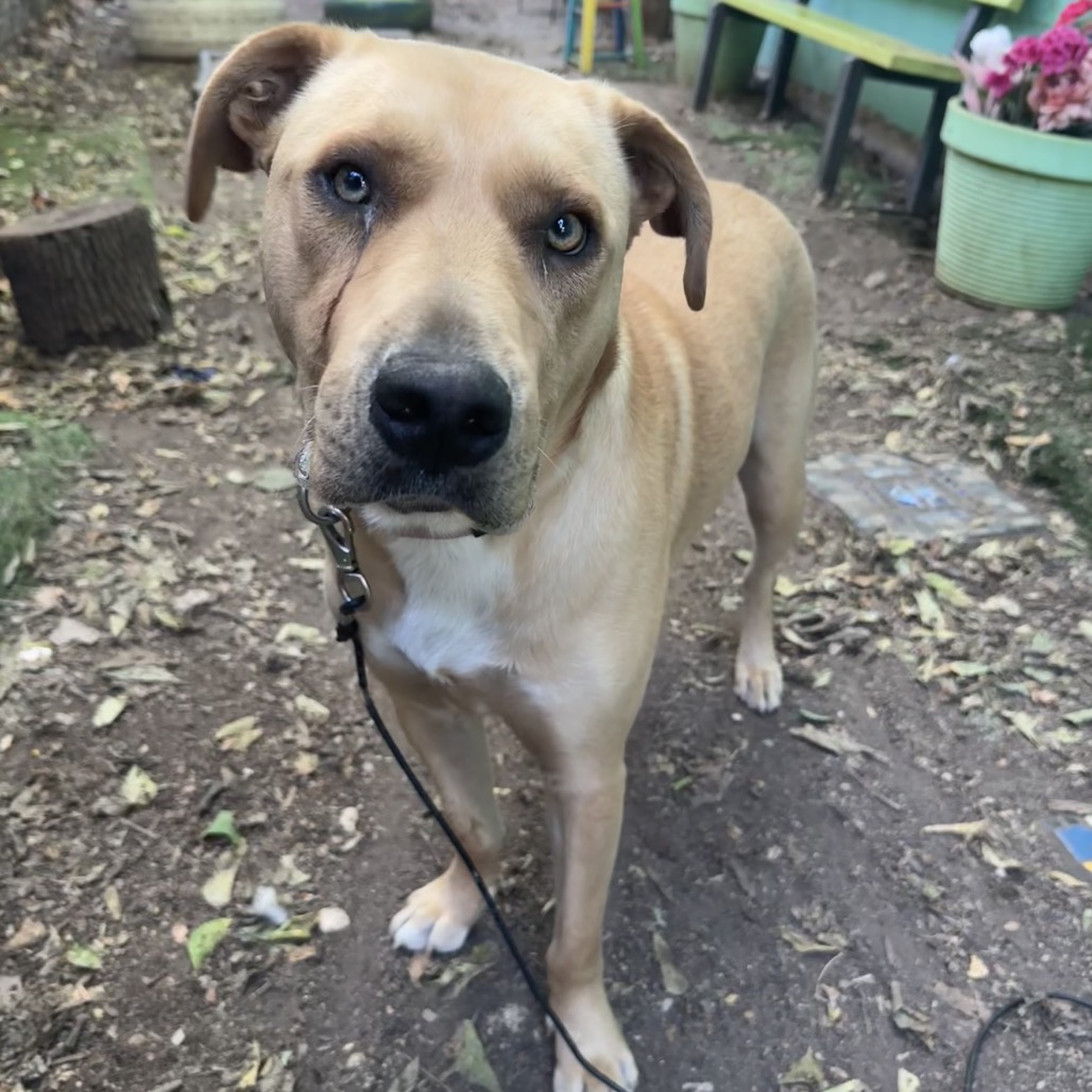 Maisy — thumbnail 8