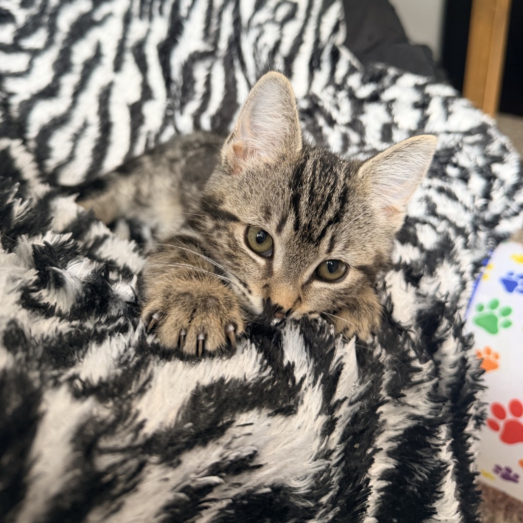 TABITHA - Domestic Shorthair available for adoption