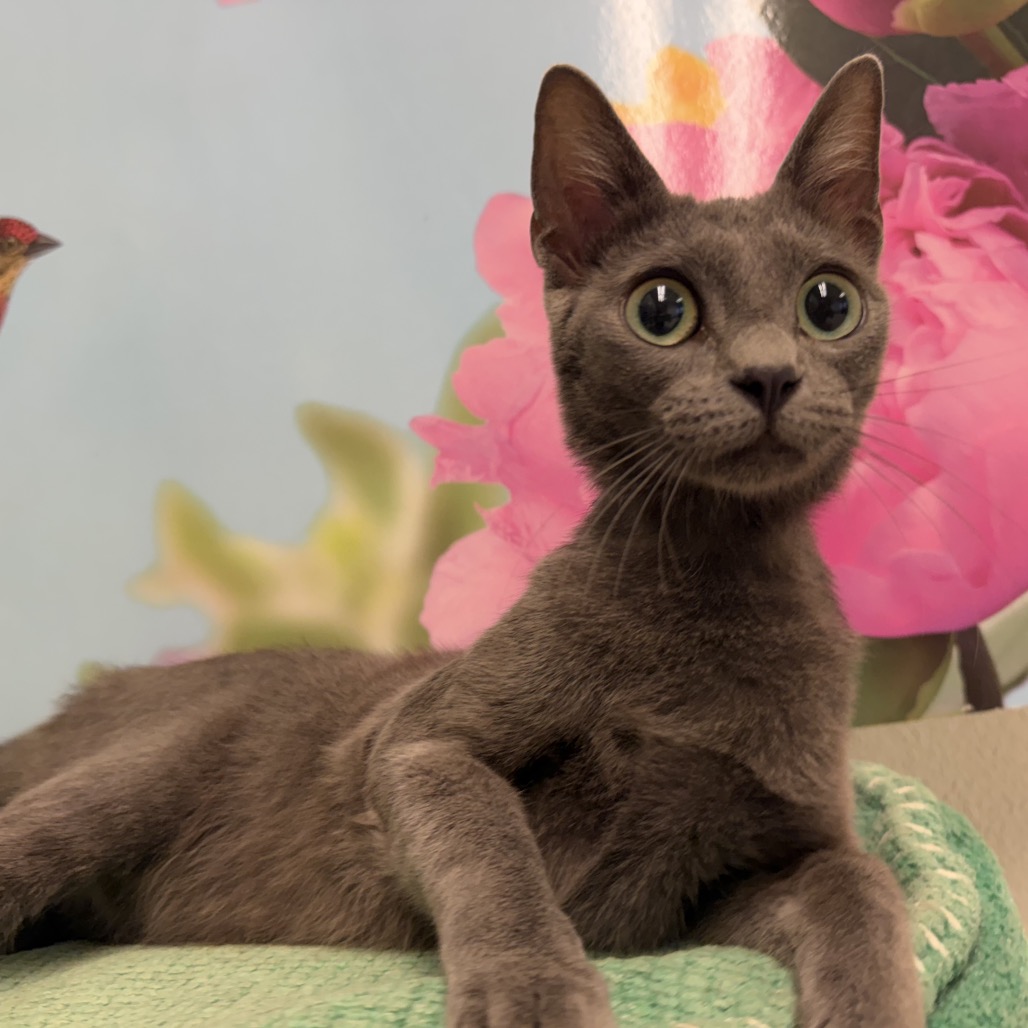 LONDON FOG - Domestic Shorthair / Russian Blue available for adoption