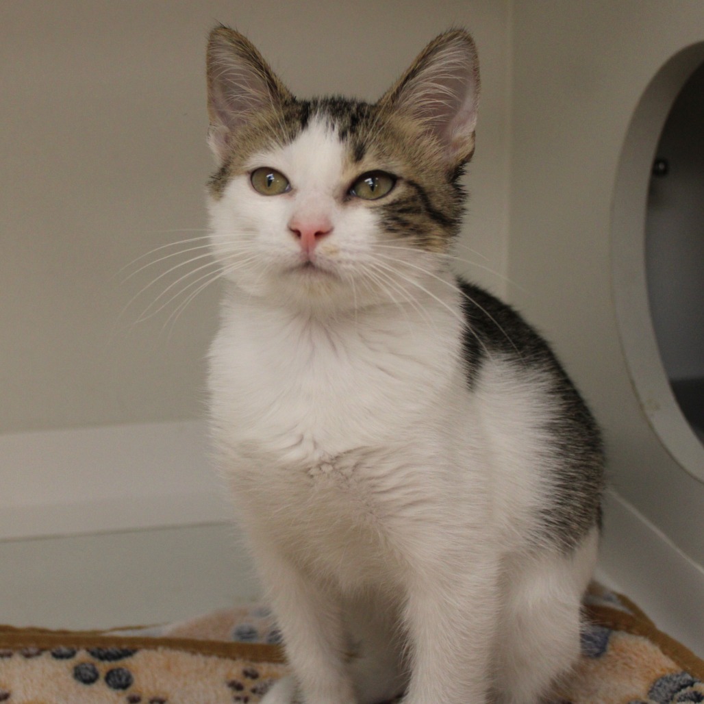 Beans — thumbnail 3