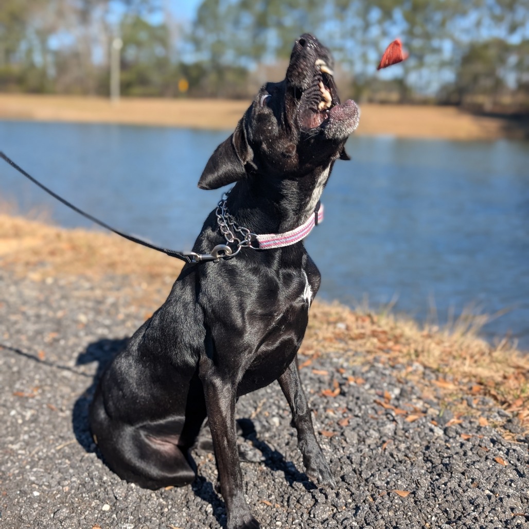 Phoebe 09-1747, photo 14