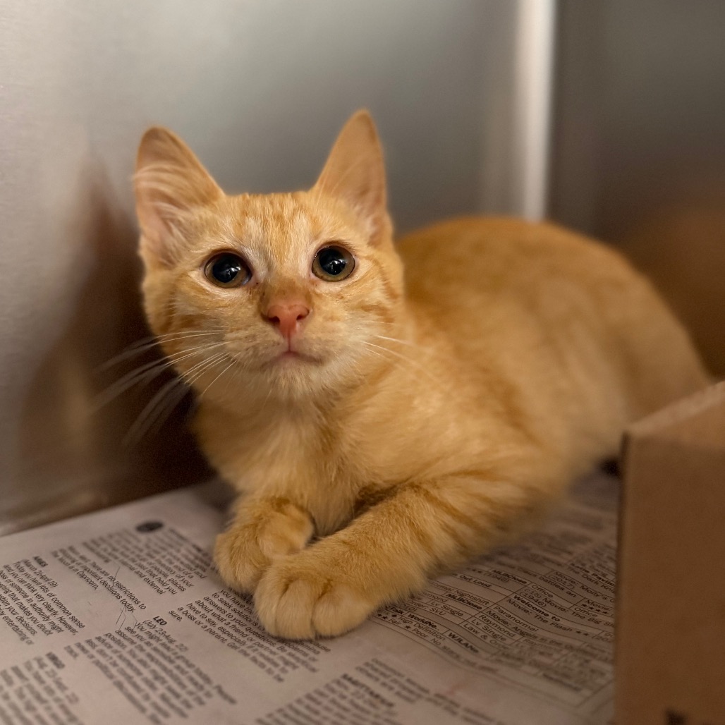ARIEL - Domestic Shorthair available for adoption
