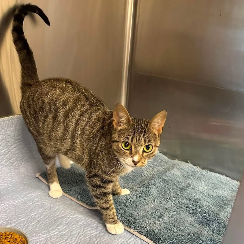 ICELAND-AT PETSMART MADISON EAST - Domestic Shorthair available for adoption