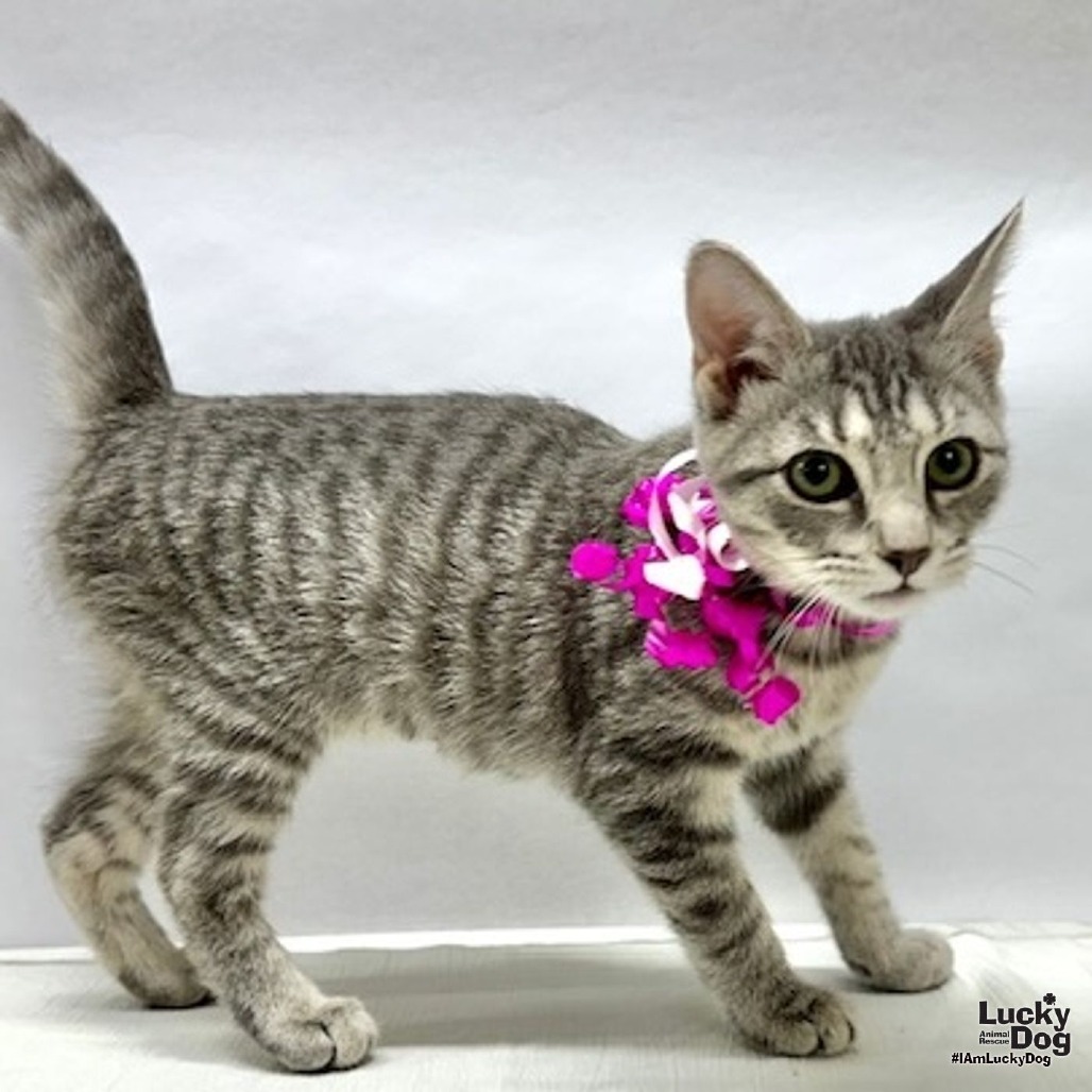 JEWEL - Domestic Shorthair available for adoption