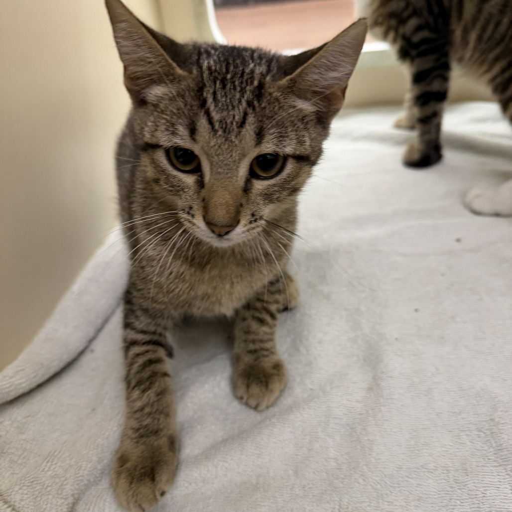EARL - Domestic Shorthair available for adoption