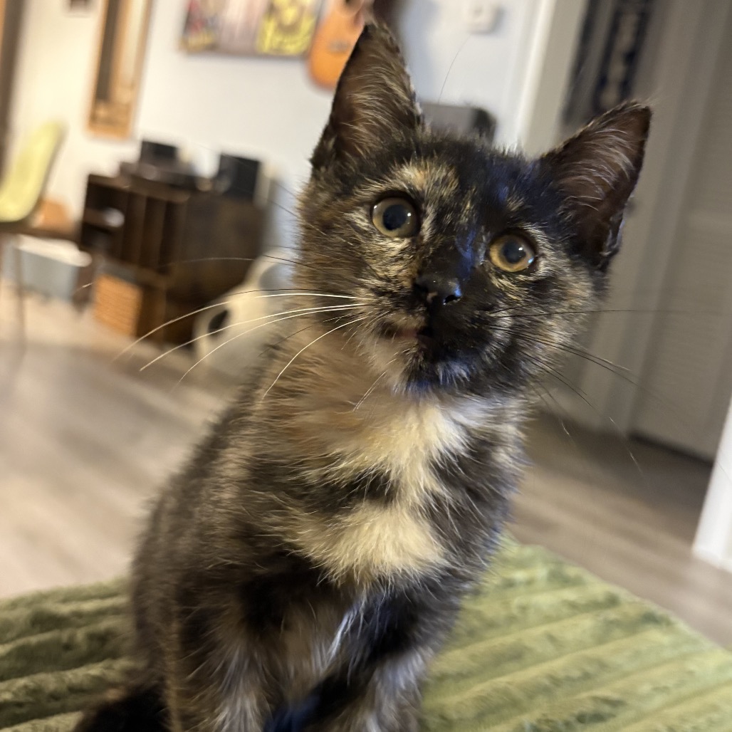BLUEY - Domestic Shorthair available for adoption