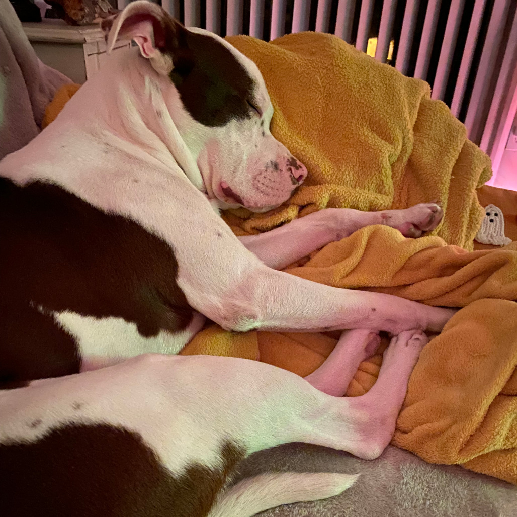 Taco — thumbnail 4