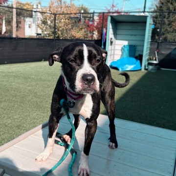 Photo of Stella 4
