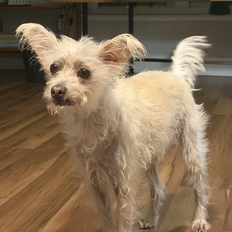Animal named Vanilla