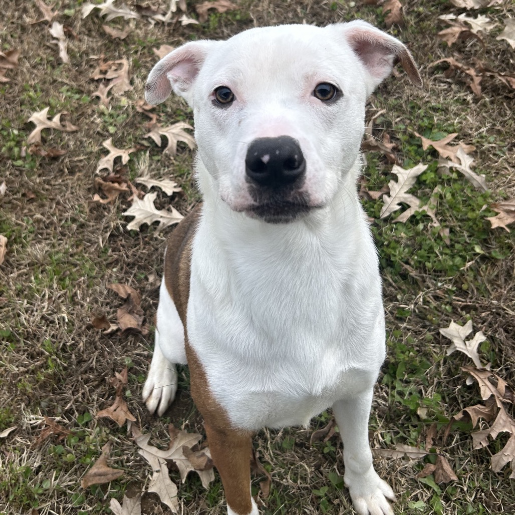 Shiloh — thumbnail 6