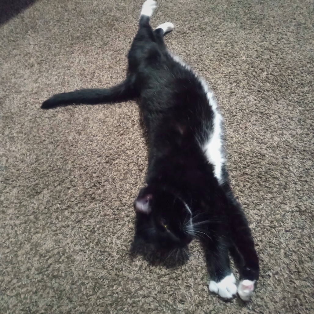OREO - Domestic Shorthair available for adoption