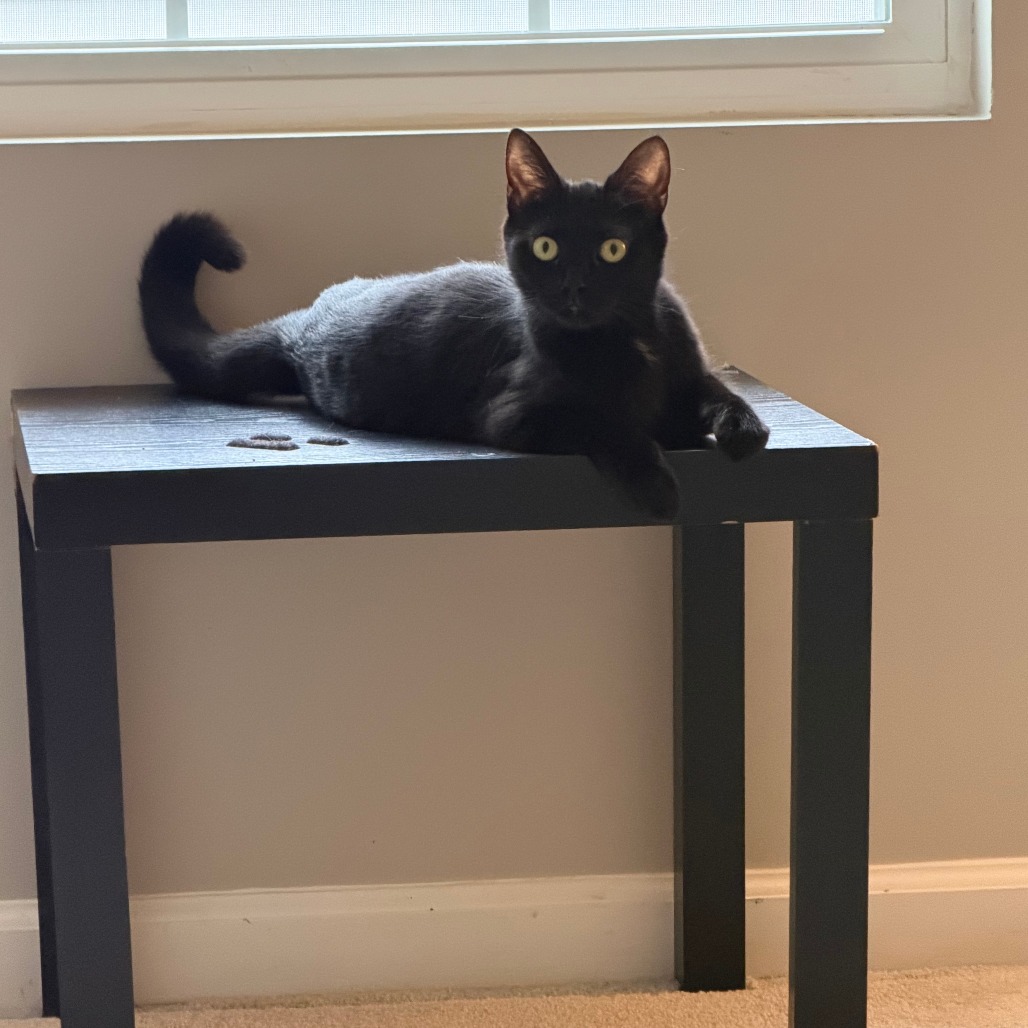 Bailey — thumbnail 7