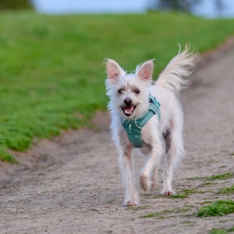 Animal named Vanilla