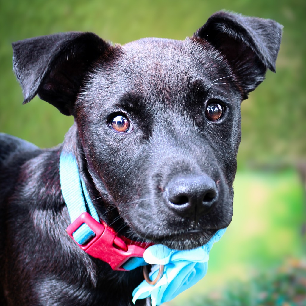 Little Man, an adoptable dog at SPCA-BC